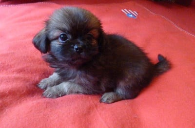 Les chiots de Epagneul tibetain