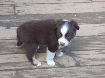 Les chiots de Berger Américain Miniature 