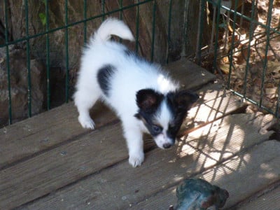 Les chiots de Epagneul nain Continental (Papillon)