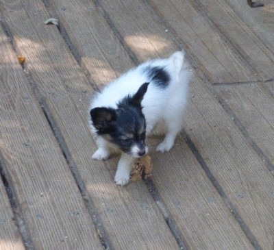 Les chiots de Epagneul nain Continental (Papillon)