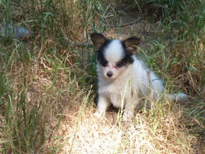 Les chiots de Epagneul nain Continental (Papillon)