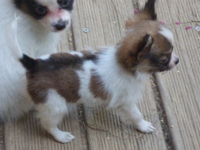 Les chiots de Epagneul nain Continental (Papillon)