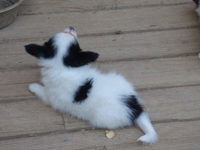 Les chiots de Epagneul nain Continental (Papillon)