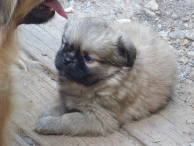Les chiots de Epagneul tibetain