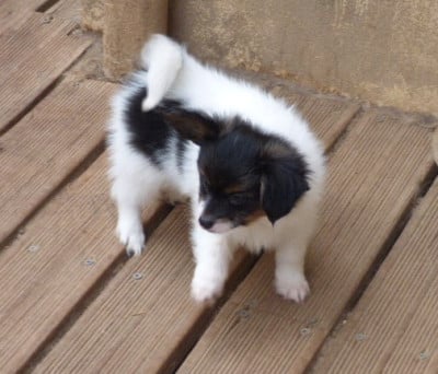 Les chiots de Epagneul nain Continental (Papillon)