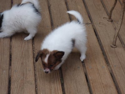 Les chiots de Epagneul nain Continental (Papillon)