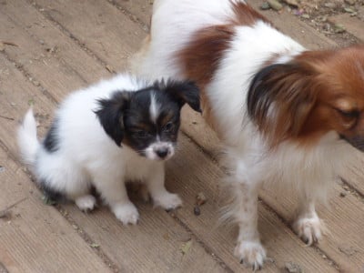 Les chiots de Epagneul nain Continental (Papillon)
