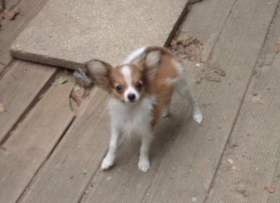 Les chiots de Epagneul nain Continental (Papillon)