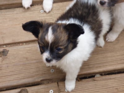 Les chiots de Epagneul nain Continental (Papillon)