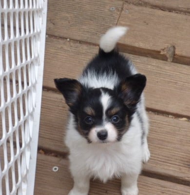 Les chiots de Epagneul nain Continental (Papillon)