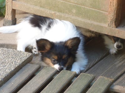 Les chiots de Epagneul nain Continental (Papillon)