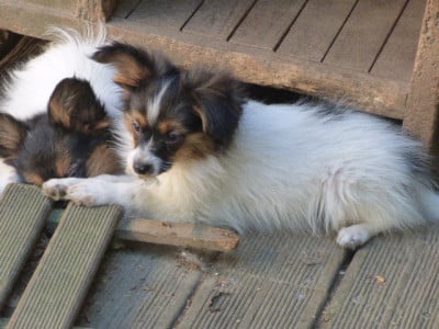 Les chiots de Epagneul nain Continental (Papillon)
