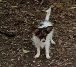 Les chiots de Epagneul nain Continental (Papillon)