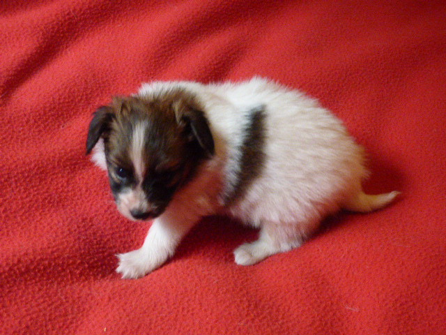 Epagneul nain Continental (Papillon) - Des Amis De Zoé