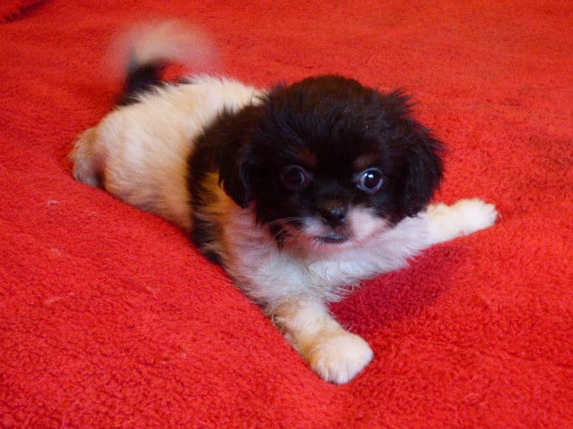 Epagneul tibetain - Des Amis De Zoé