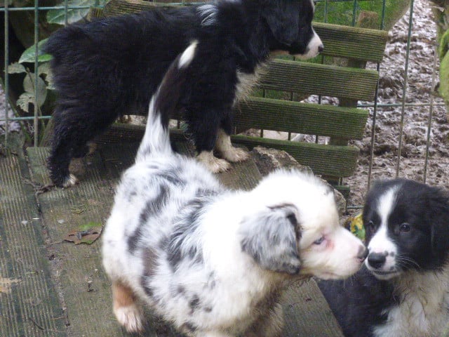 Berger Américain Miniature  - Des Amis De Zoé