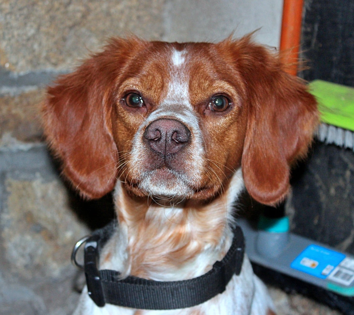 Atka des Etangs de Dame Blanche