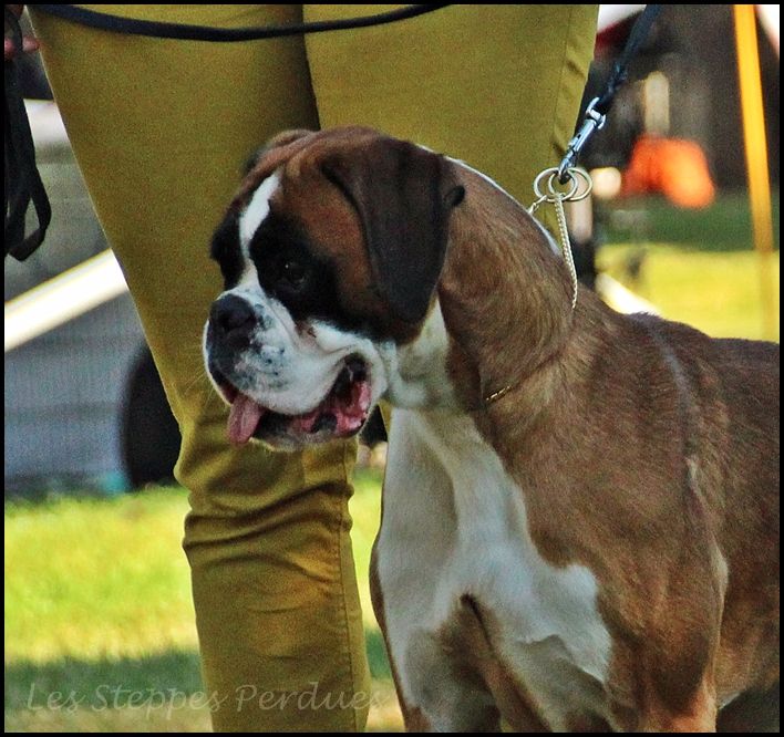 Mikasuki Des Steppes Perdues - 1er Très Bon