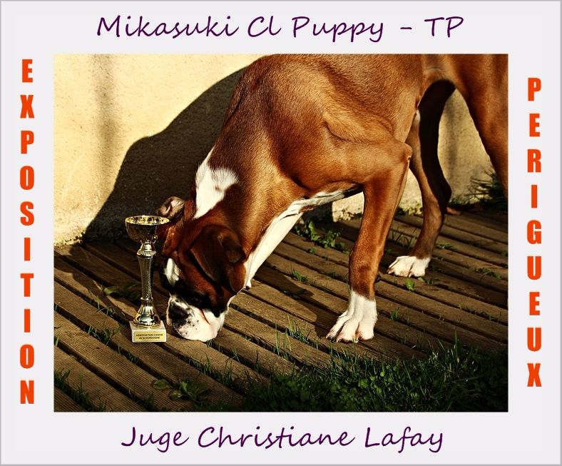 Mikasuki Des Steppes Perdues - Exposition Canine Internationale - Très Prometteur