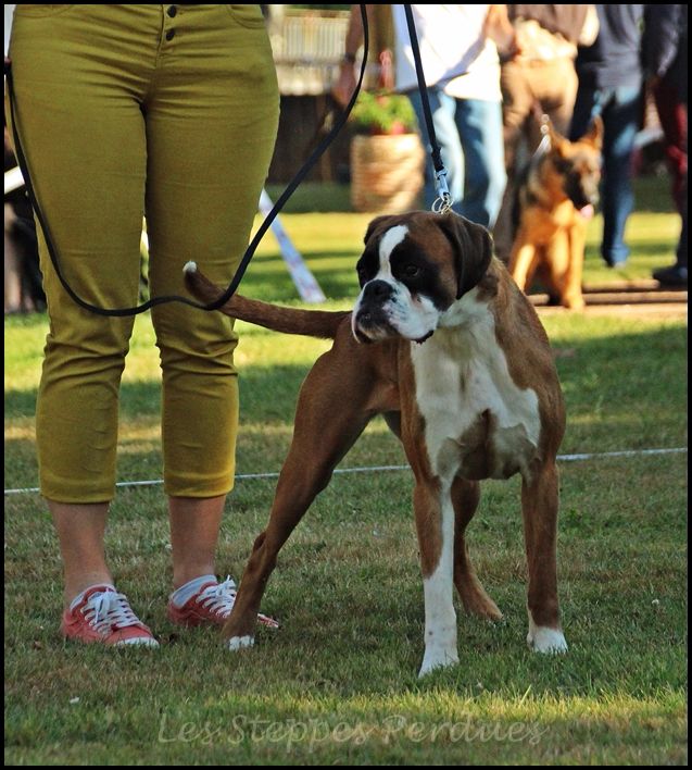 Mikasuki Des Steppes Perdues - Spéciale Boxer - 3ème Très Bon