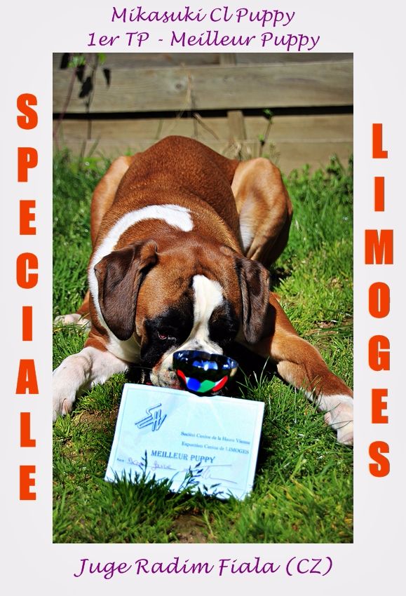 Mikasuki Des Steppes Perdues - Spéciale Boxer - 1er Très Prometteur - Meilleur Puppy