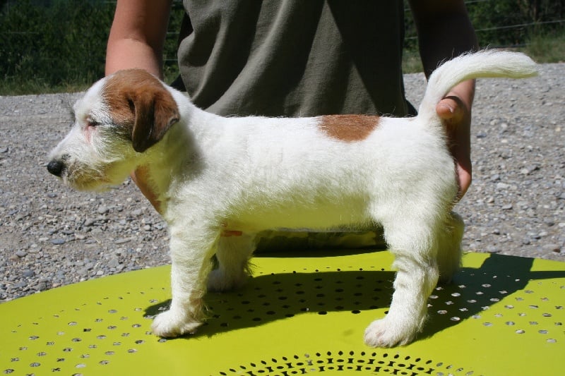 Publication : Des Minis Du Terrail Auteur : emilie corbillon