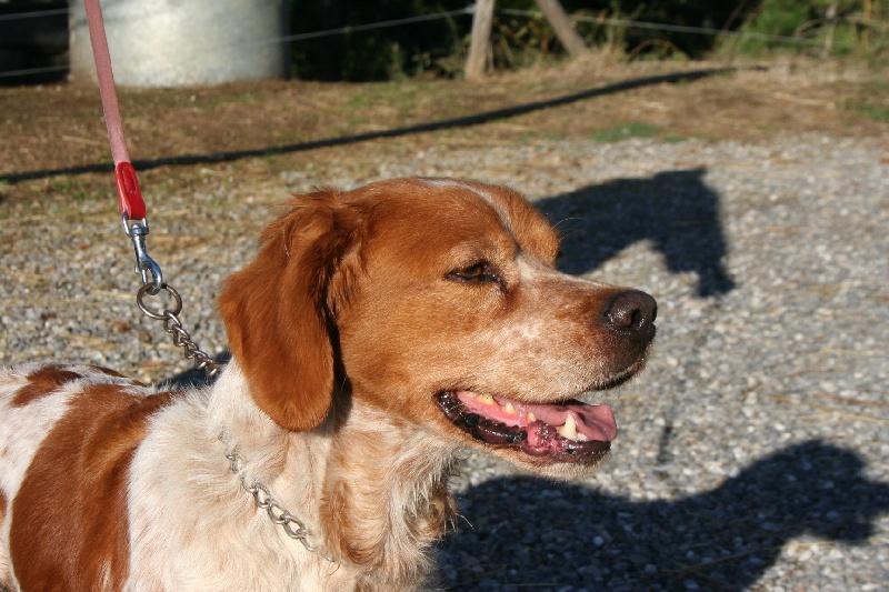 Publication : Des Minis Du Terrail