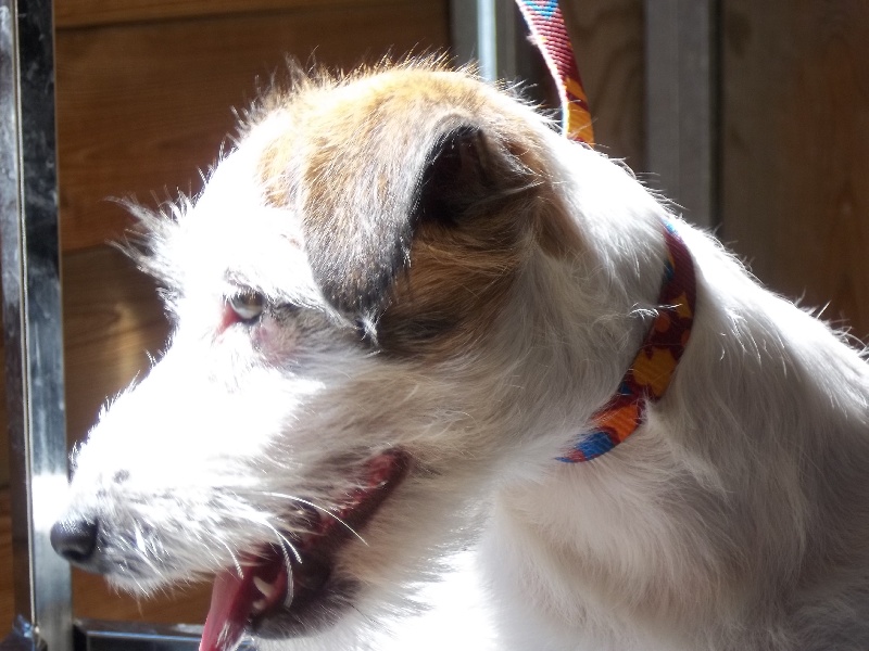 Publication : Des Minis Du Terrail Auteur : emilie corbillon