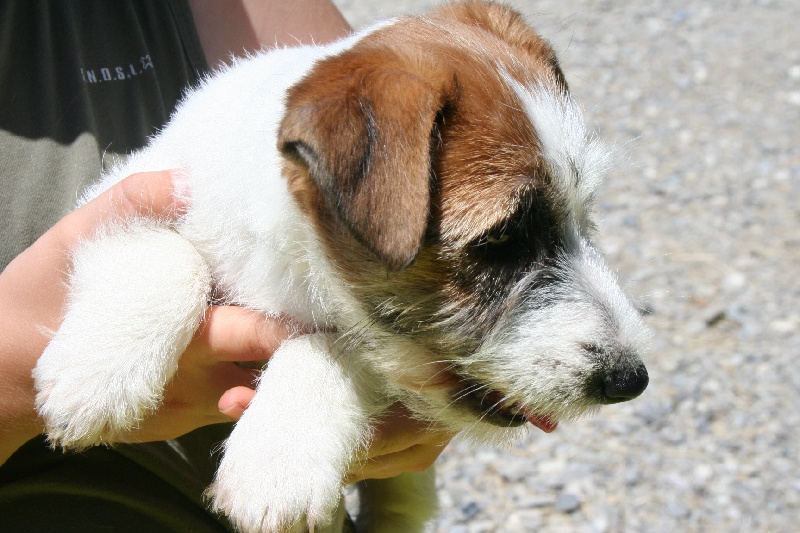 Publication : Des Minis Du Terrail Auteur : emilie corbillon