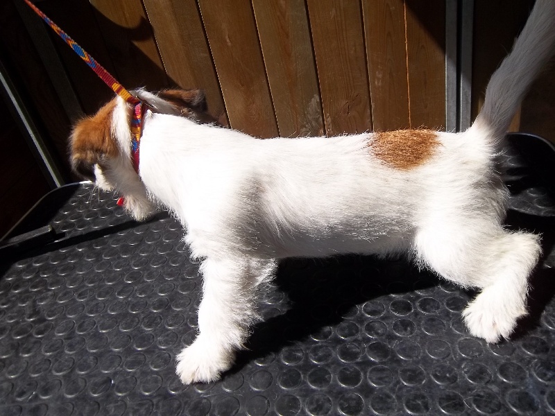 Publication : Des Minis Du Terrail Auteur : emilie corbillon