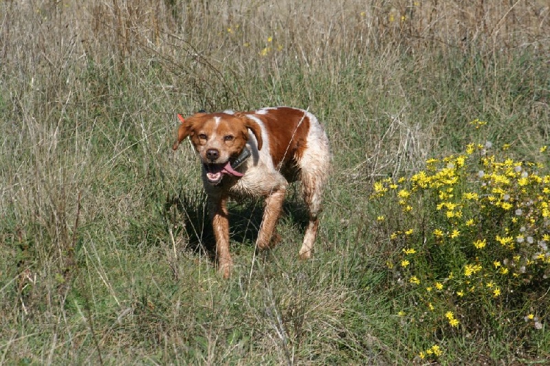 Publication : Des Minis Du Terrail