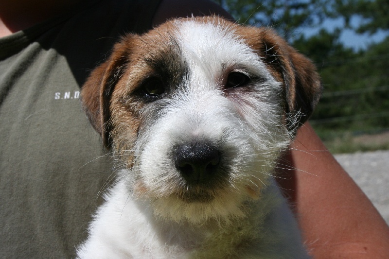 Publication : Des Minis Du Terrail Auteur : emilie corbillon