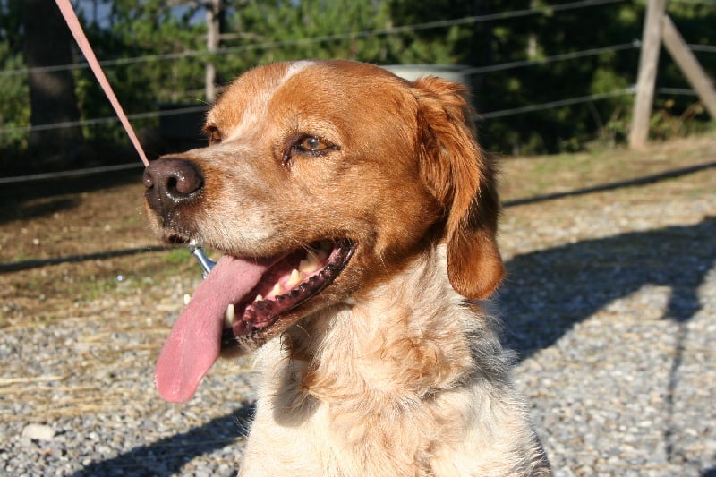 Publication : Des Minis Du Terrail