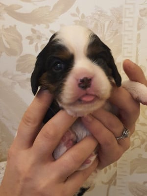 Les chiots de Cavalier King Charles Spaniel