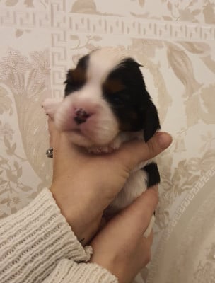 Les chiots de Cavalier King Charles Spaniel