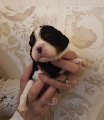 Les chiots de Cavalier King Charles Spaniel