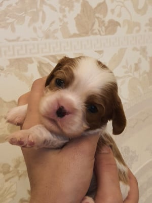 Les chiots de Cavalier King Charles Spaniel
