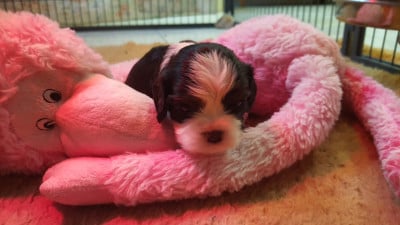 Les chiots de Cavalier King Charles Spaniel