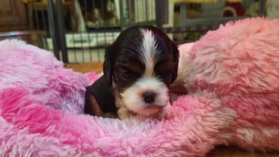 Les chiots de Cavalier King Charles Spaniel