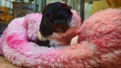 Les chiots de Cavalier King Charles Spaniel