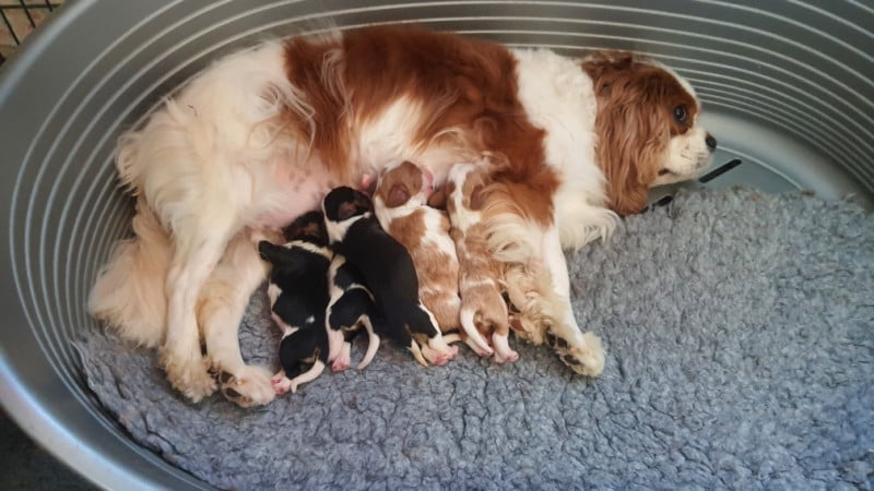 Cavalier King Charles Spaniel - Of Jewel'symphony