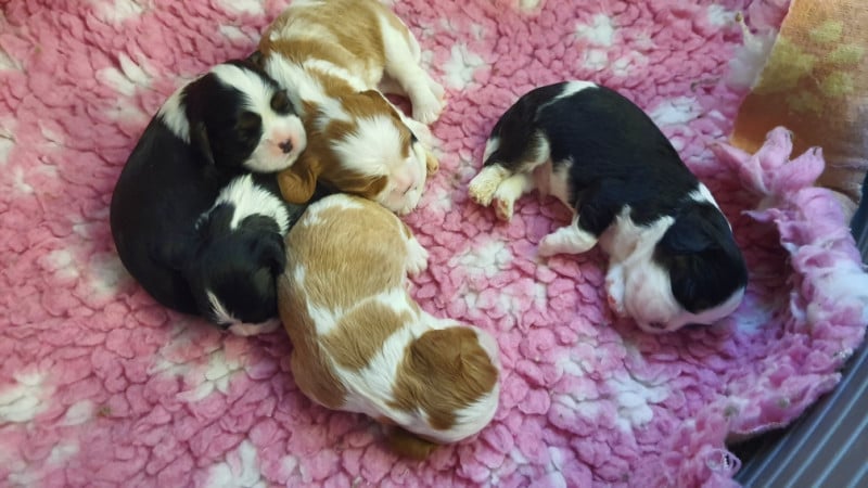 Cavalier King Charles Spaniel - Of Jewel'symphony