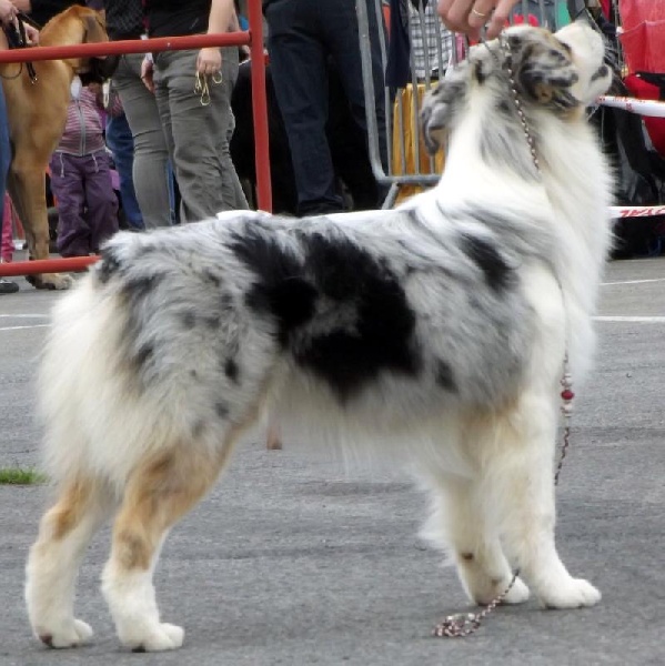 Gallant little girl dite glory de la Contrée d'Elmera - 2e Excellent - RCACS