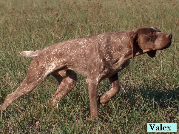 Publication : Santorin Auteur : Daisy