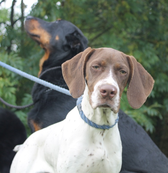 Publication : Santorin Auteur : Daisy