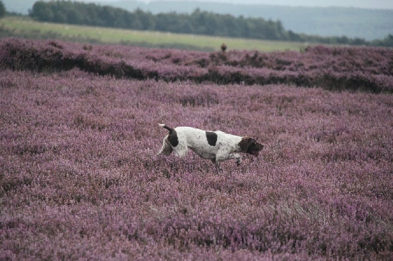 Publication : Santorin Auteur : JF