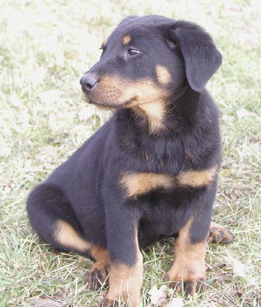 Publication : Santorin Auteur : N Denyer