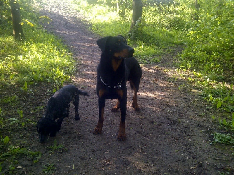 Publication : Santorin Auteur : N Denyer