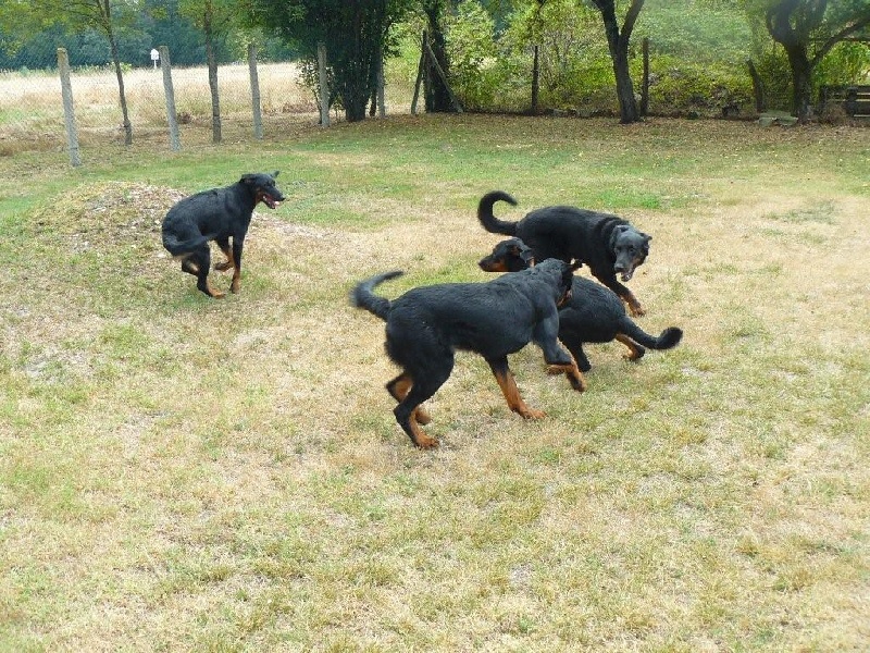 Publication : Santorin Auteur : LFC