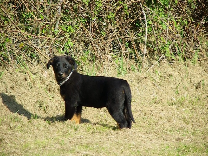 Publication : Santorin Auteur : N D